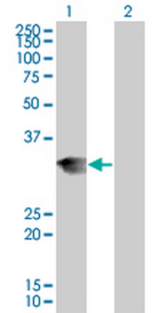 LFNG Antibody in Western Blot (WB)