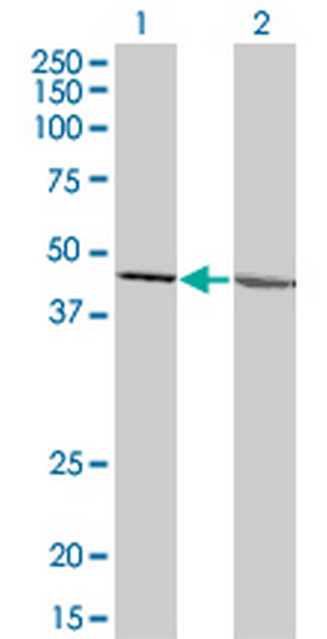 LFNG Antibody in Western Blot (WB)