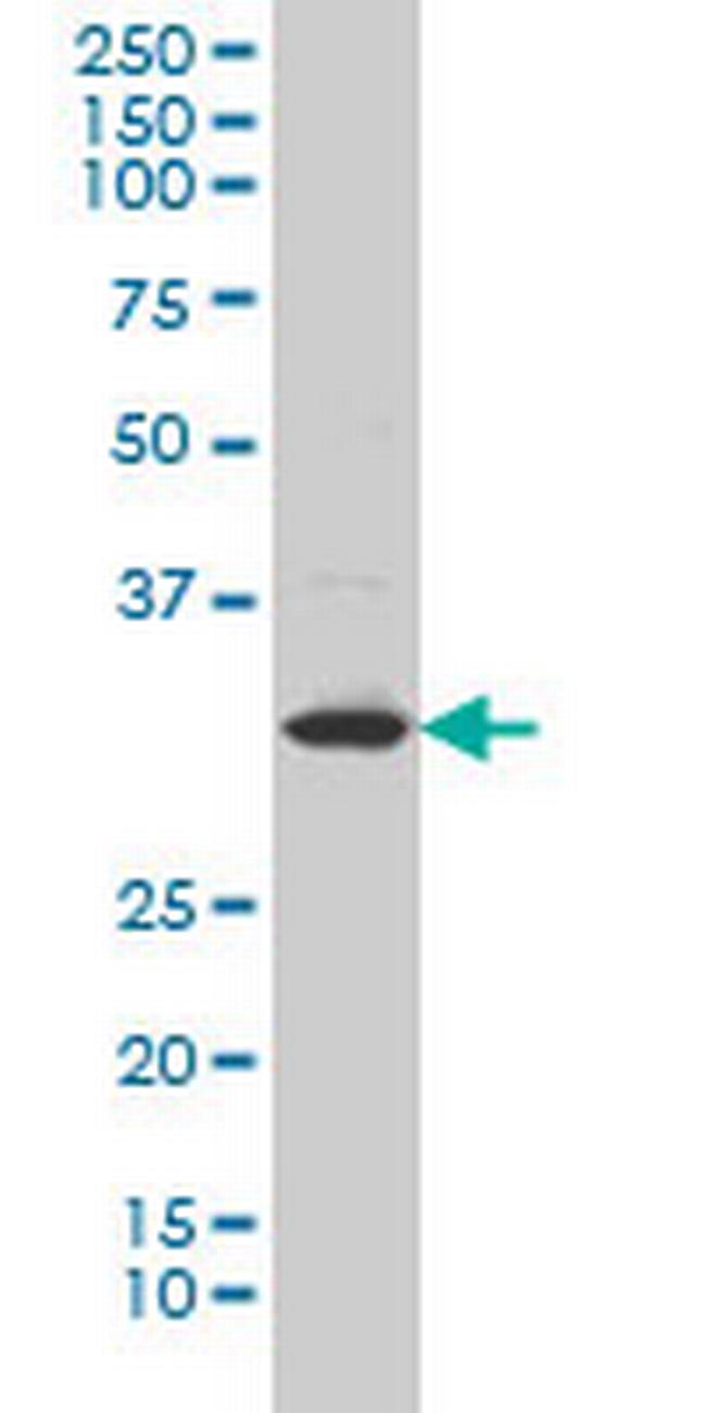 LFNG Antibody in Western Blot (WB)