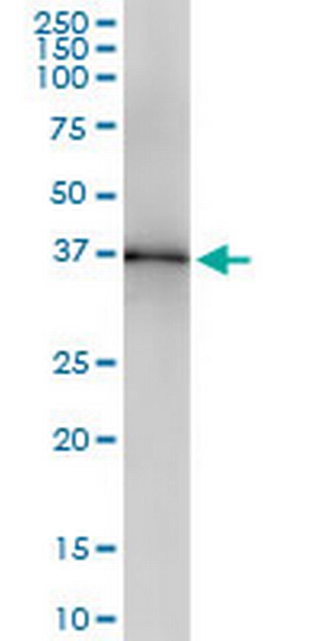 LFNG Antibody in Western Blot (WB)