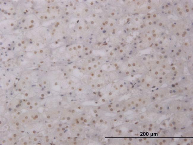 LHX1 Antibody in Immunohistochemistry (Paraffin) (IHC (P))