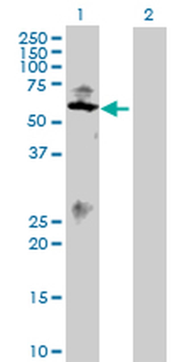 SMAD1 Antibody in Western Blot (WB)