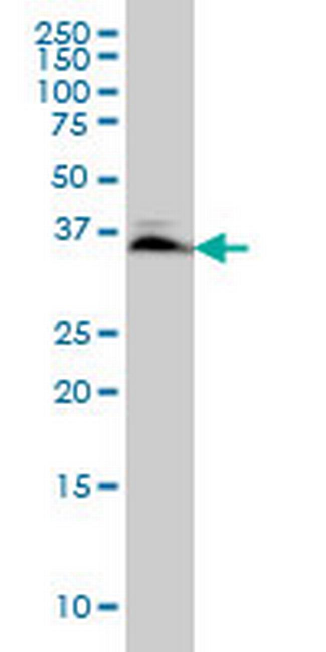 SMAD3 Antibody in Western Blot (WB)