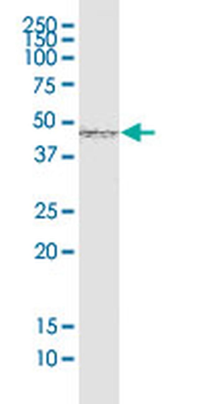 SMAD7 Antibody in Western Blot (WB)