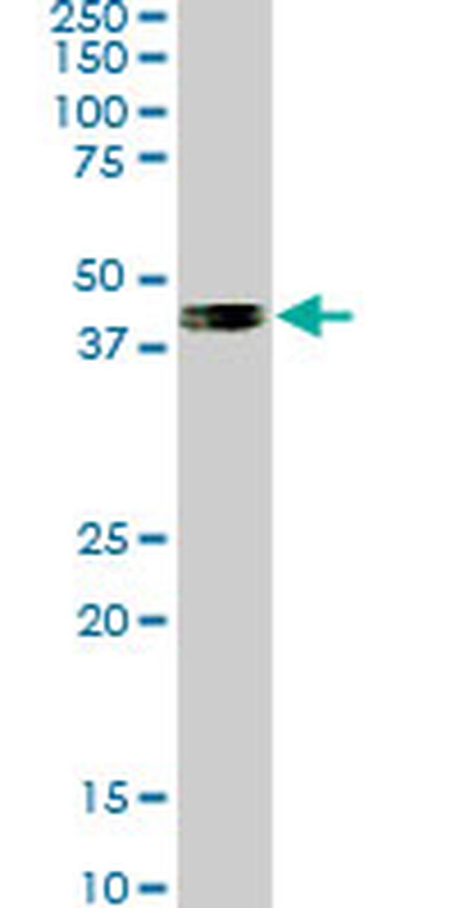 SMAD7 Antibody in Western Blot (WB)