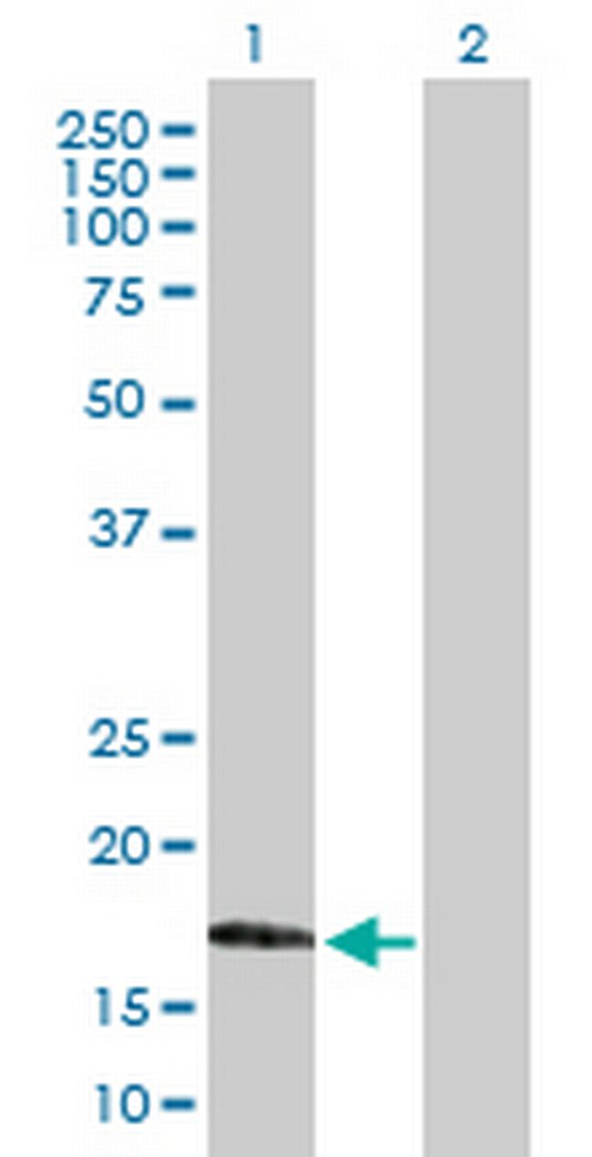 MAFG Antibody in Western Blot (WB)