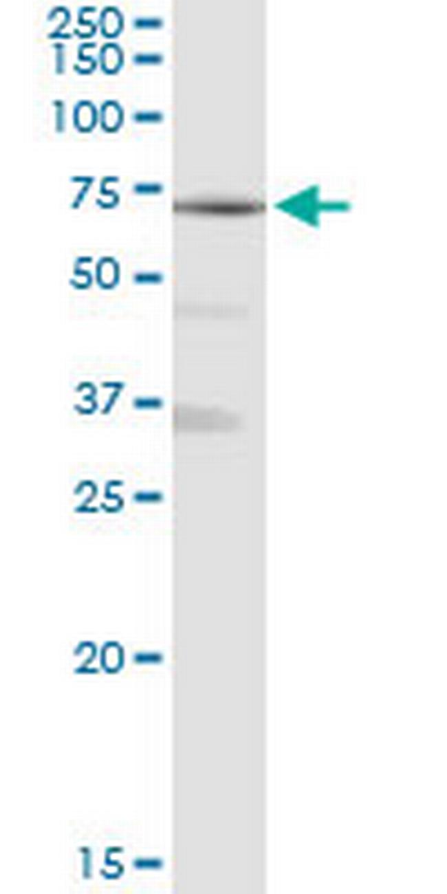 MAN1A1 Antibody in Western Blot (WB)