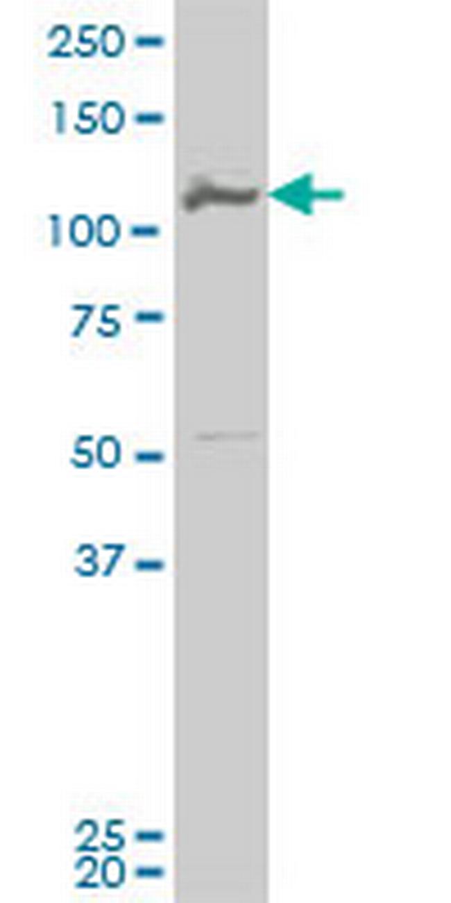 MCM3 Antibody in Western Blot (WB)