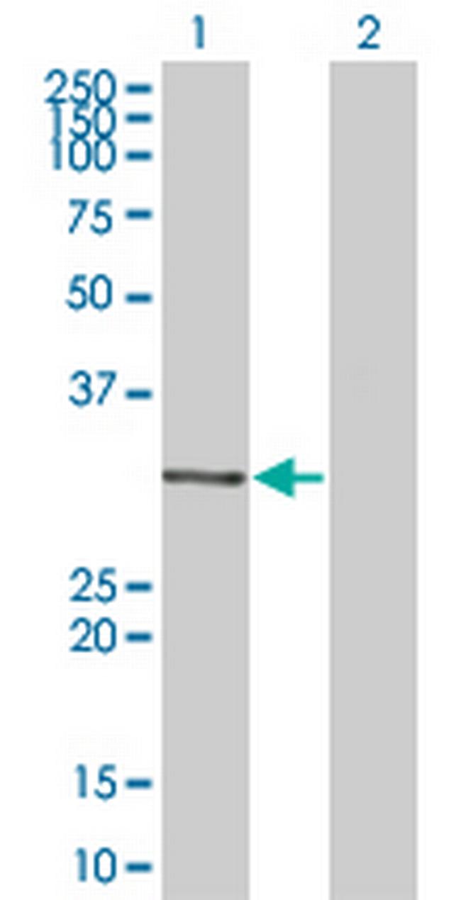 MDFI Antibody in Western Blot (WB)