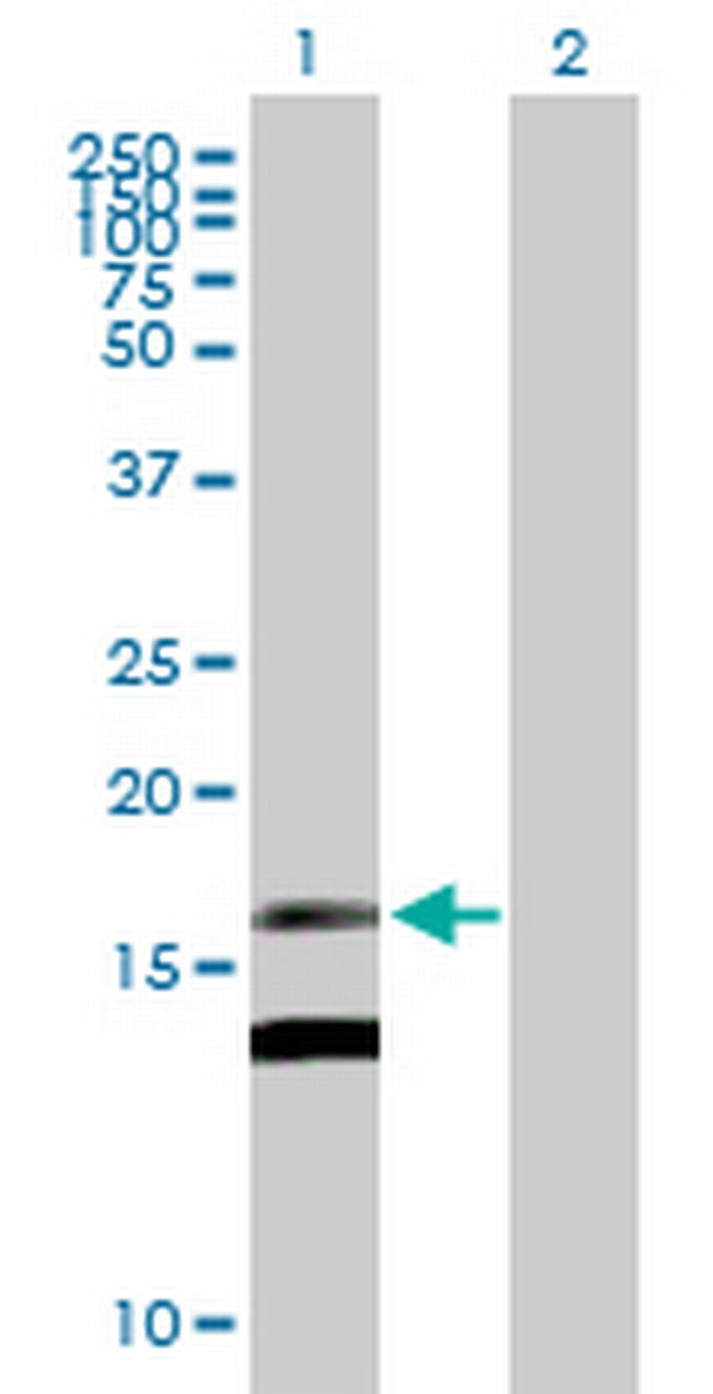 MDK Antibody in Western Blot (WB)