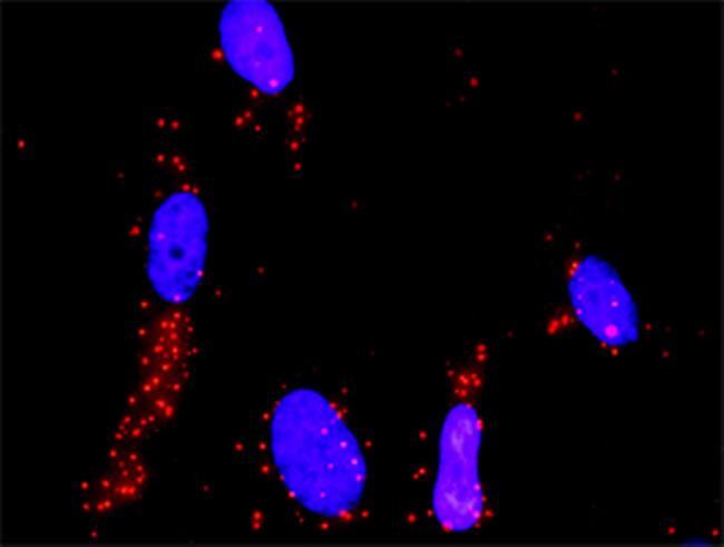 MAP3K4 Antibody in Proximity Ligation Assay (PLA) (PLA)