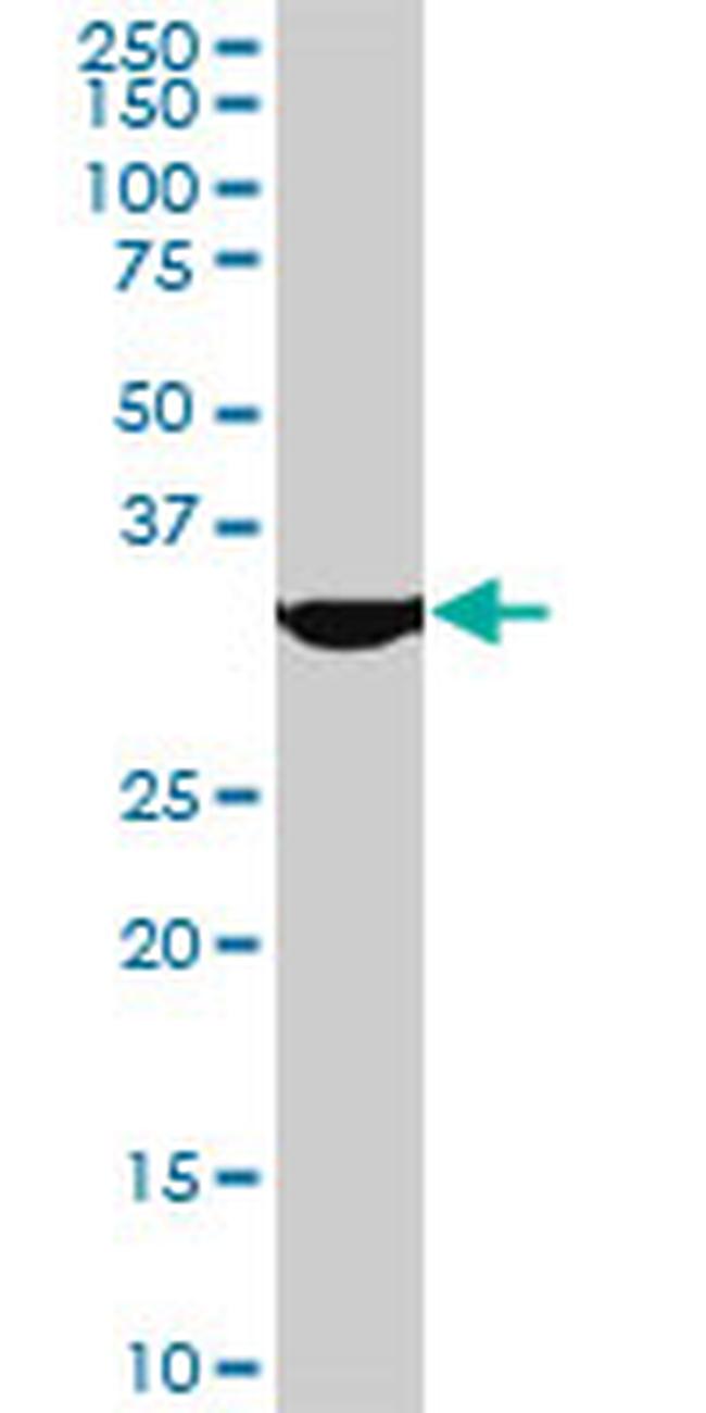 MEOX2 Antibody in Western Blot (WB)