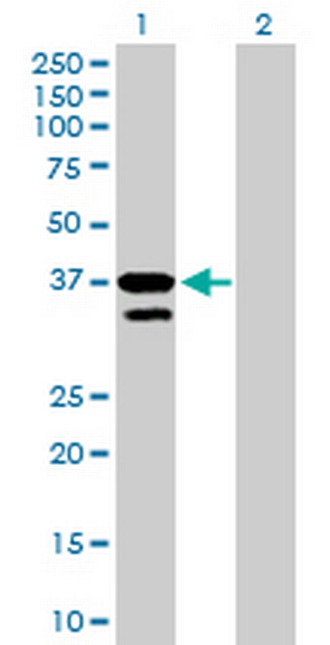 MFNG Antibody in Western Blot (WB)