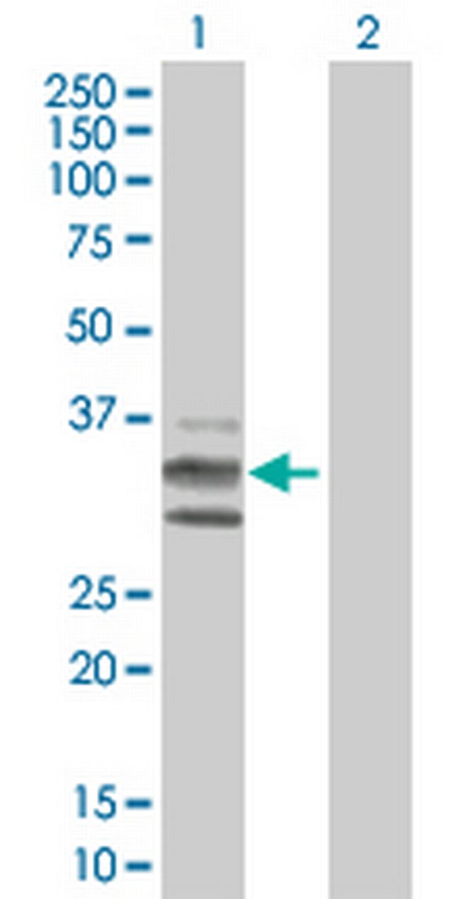 KITLG Antibody in Western Blot (WB)