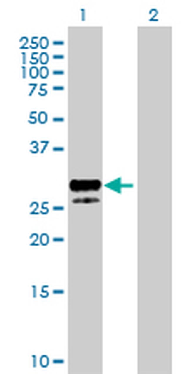 KITLG Antibody in Western Blot (WB)