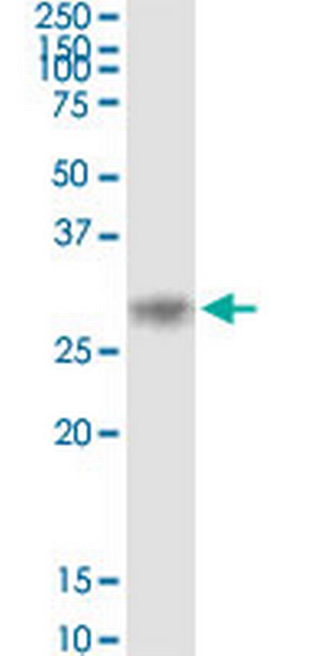 KITLG Antibody in Western Blot (WB)