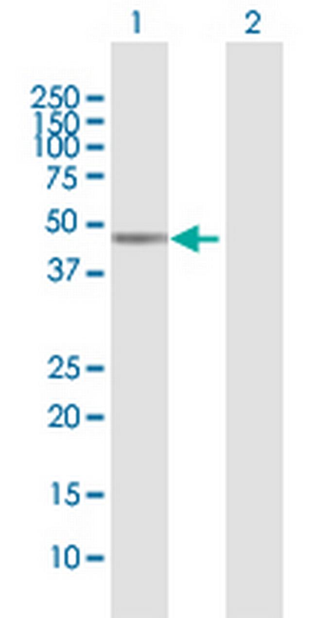 MICB Antibody in Western Blot (WB)