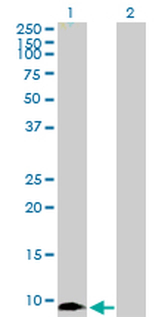 MIF Antibody in Western Blot (WB)