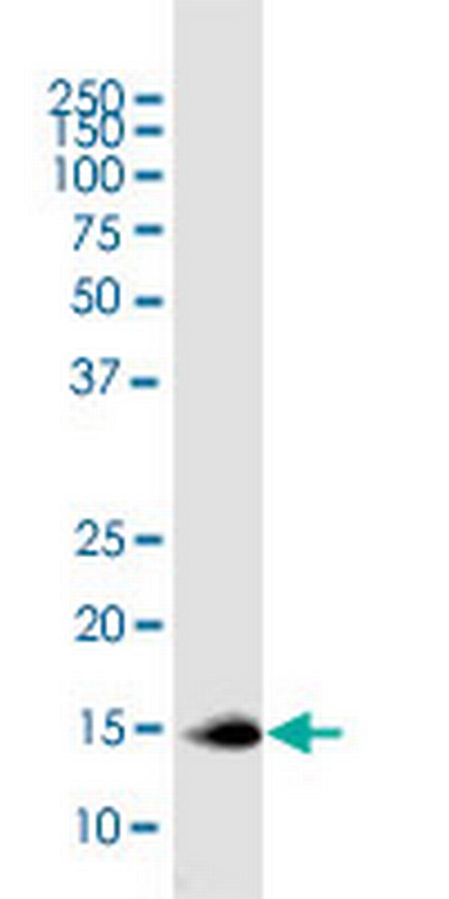 MIF Antibody in Western Blot (WB)