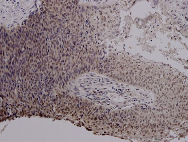 MIF Antibody in Immunohistochemistry (Paraffin) (IHC (P))