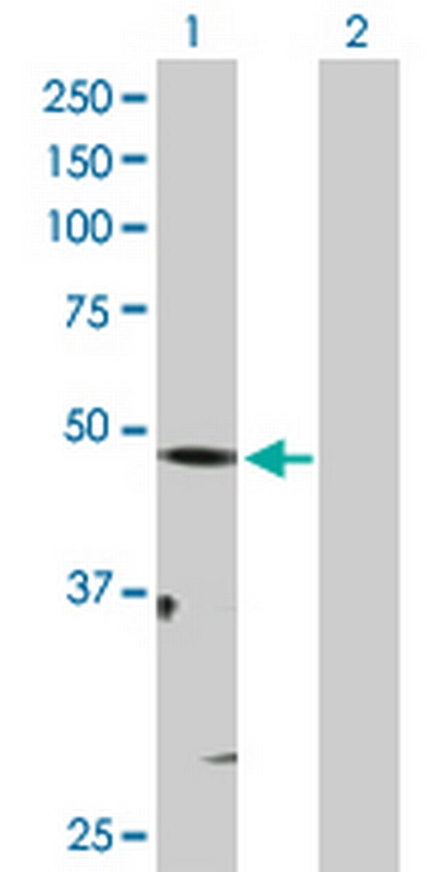 MITF Antibody in Western Blot (WB)