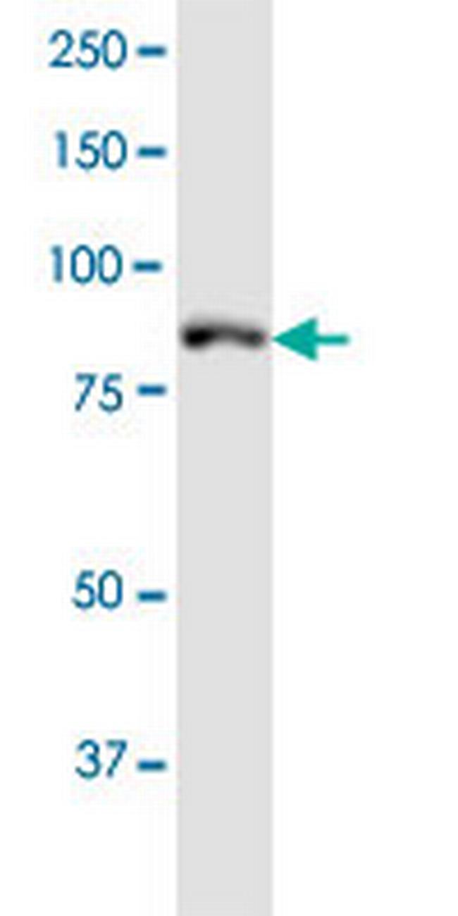 MLH1 Antibody in Western Blot (WB)