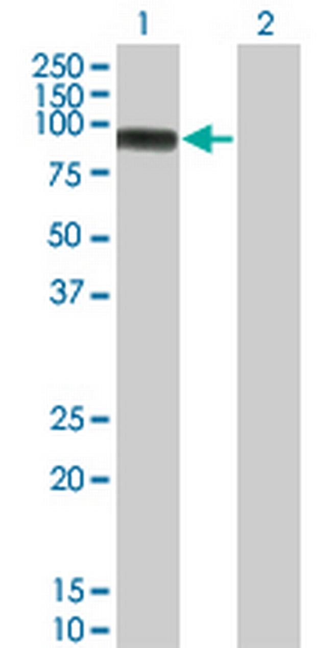 MAP3K11 Antibody in Western Blot (WB)