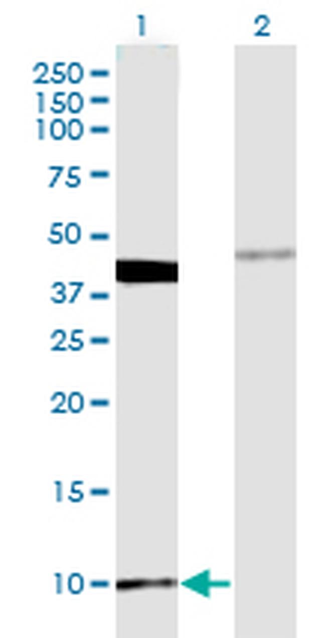 MOBP Antibody in Western Blot (WB)