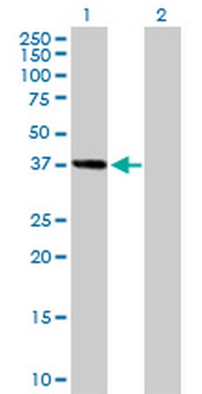 MSI1 Antibody in Western Blot (WB)