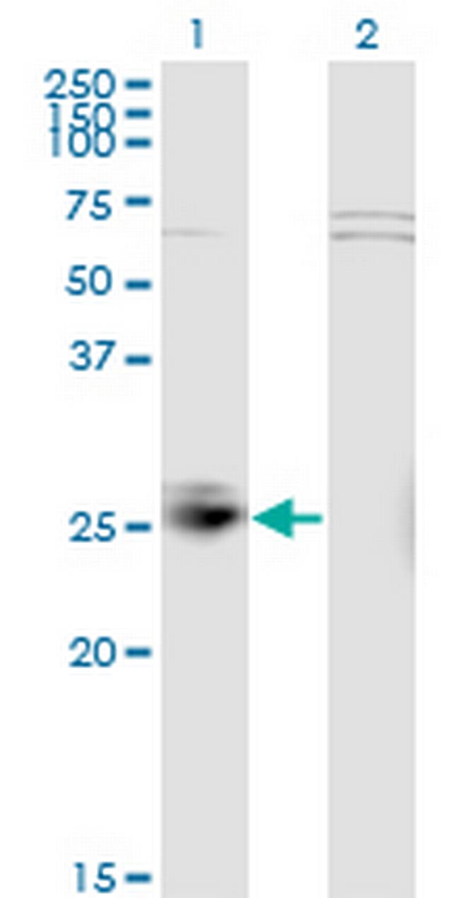 MSRA Antibody in Western Blot (WB)