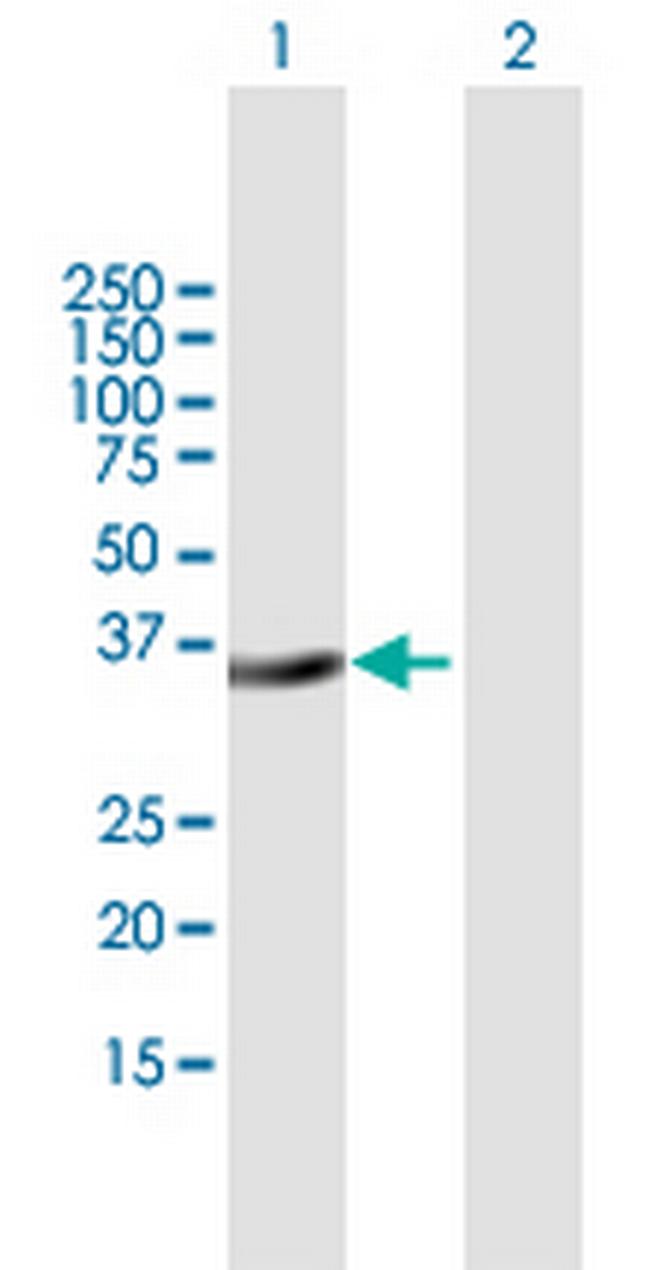 MSX2 Antibody in Western Blot (WB)