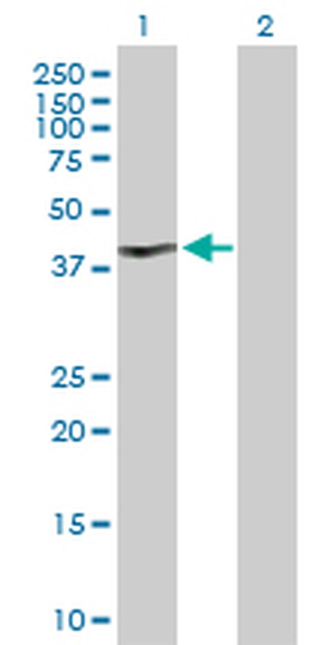 MYOD1 Antibody in Western Blot (WB)