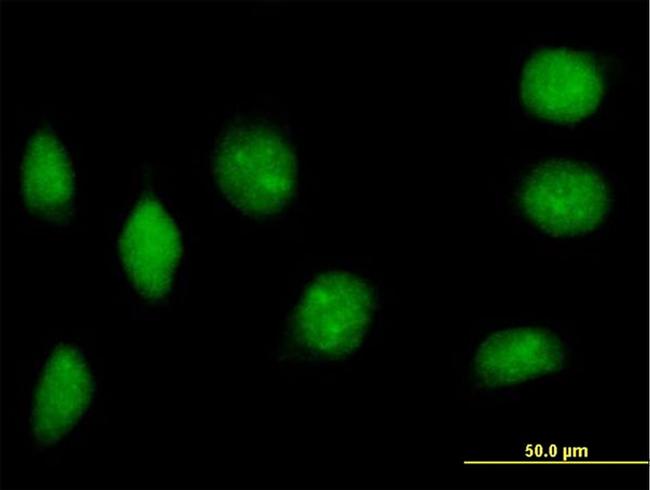 NAP1L2 Antibody in Immunocytochemistry (ICC/IF)