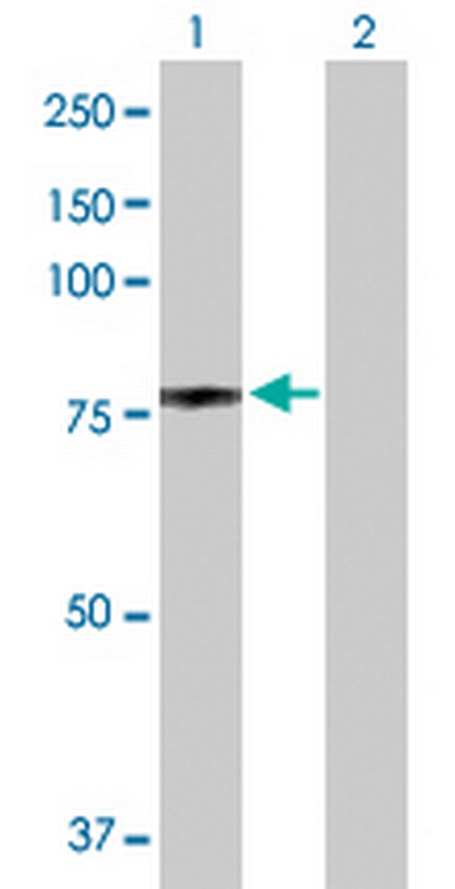 NCL Antibody in Western Blot (WB)