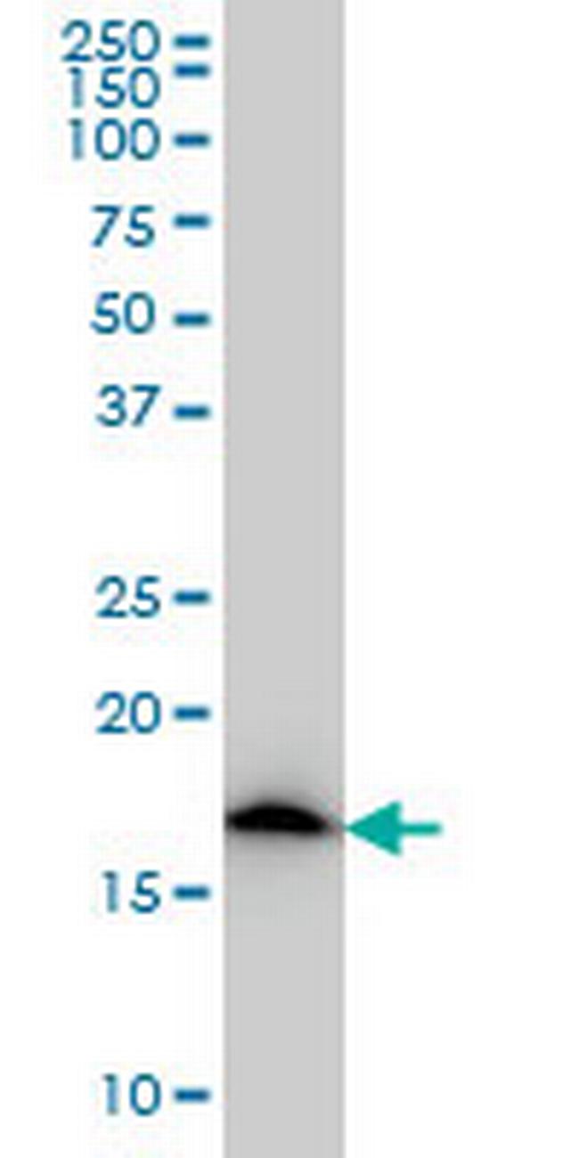 NDUFS4 Antibody in Western Blot (WB)