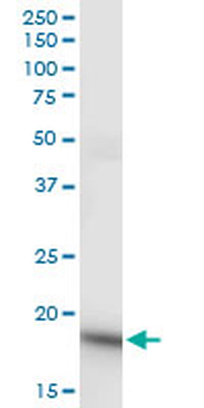 NDUFS4 Antibody in Western Blot (WB)