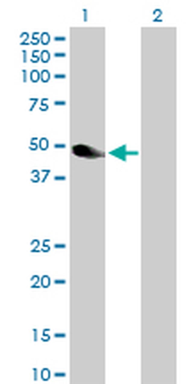 NEK2 Antibody in Western Blot (WB)