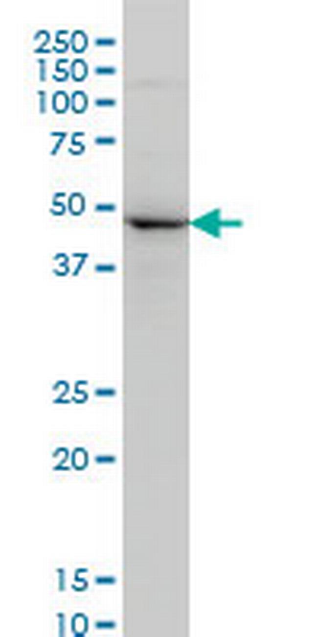 NEK2 Antibody in Western Blot (WB)