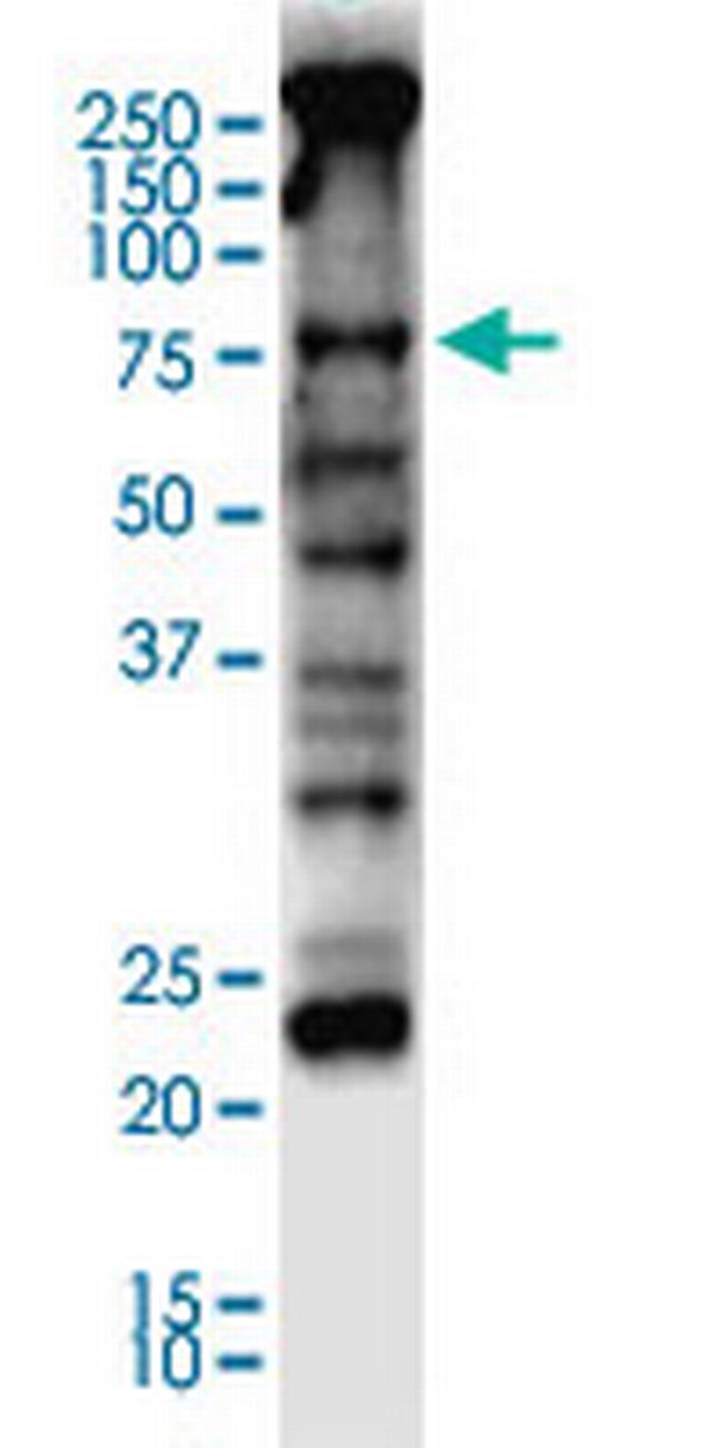 NFE2L2 Antibody in Western Blot (WB)