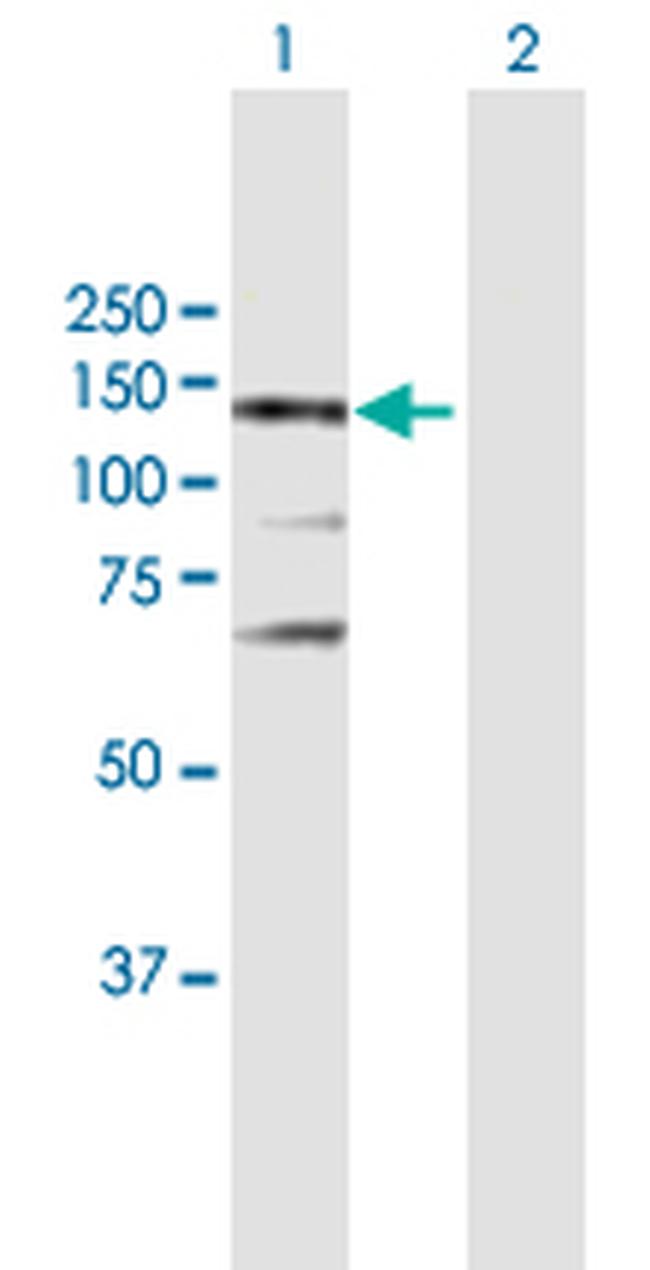 NOS3 Antibody in Western Blot (WB)