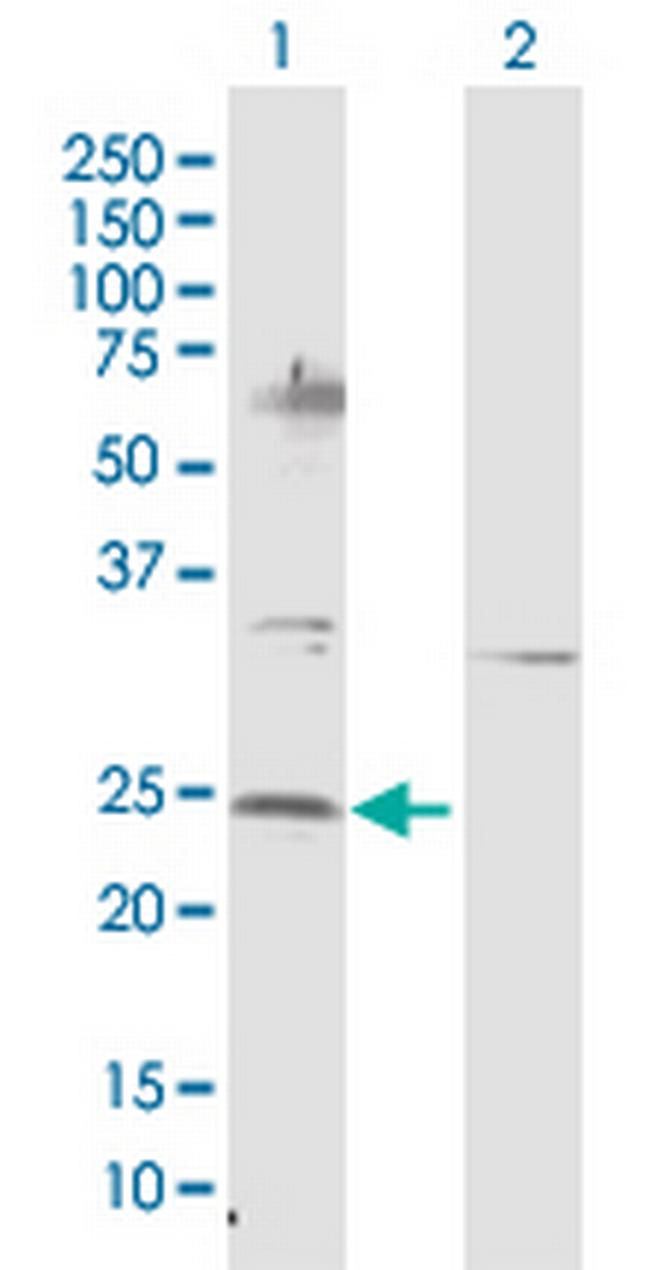 NTF4 Antibody in Western Blot (WB)