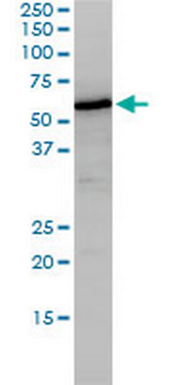 NUCB1 Antibody in Western Blot (WB)