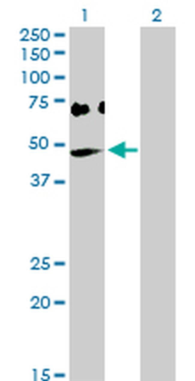 OAS1 Antibody in Western Blot (WB)