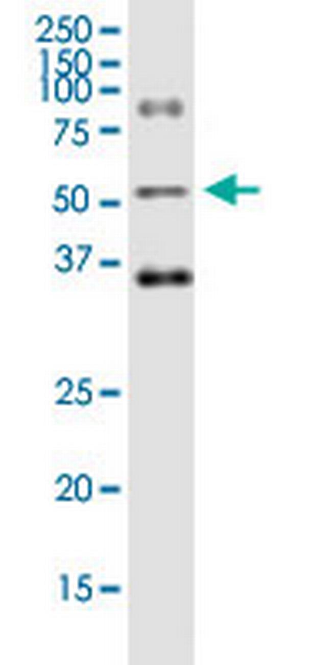 ODC1 Antibody in Western Blot (WB)