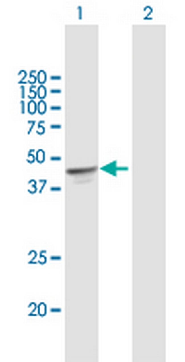 OXA1L Antibody in Western Blot (WB)