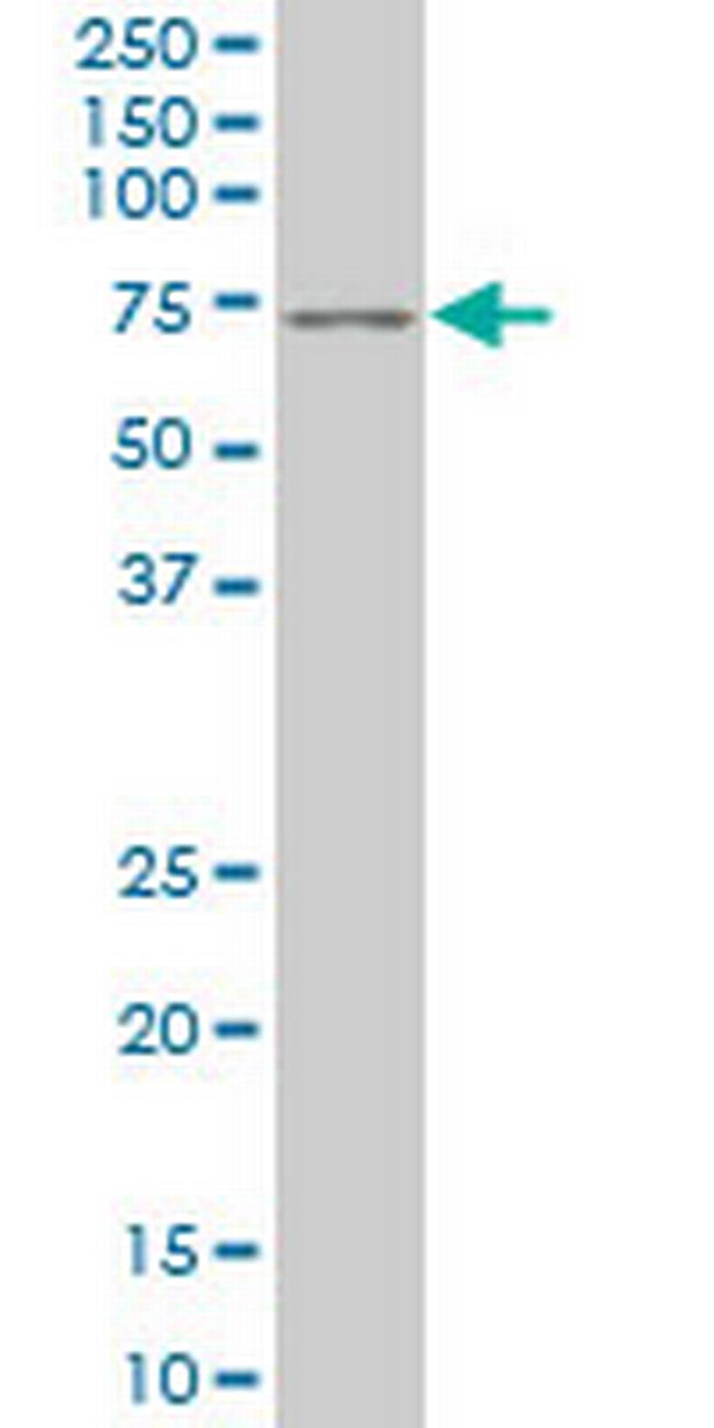 PAX7 Antibody in Western Blot (WB)