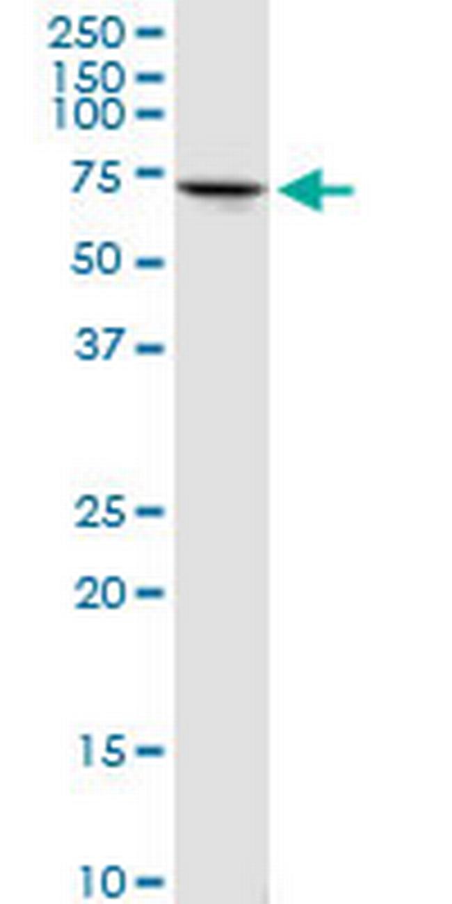 PCK2 Antibody in Western Blot (WB)