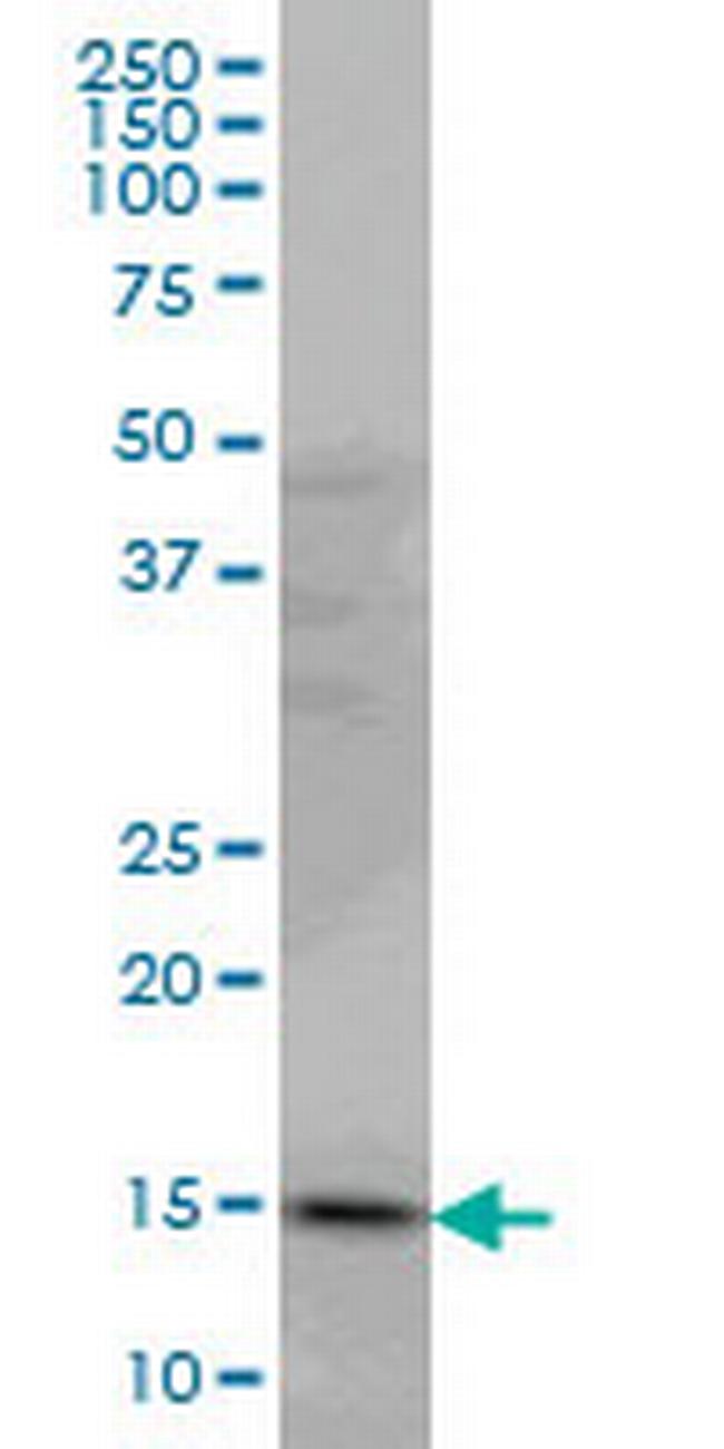 PDE6D Antibody in Western Blot (WB)