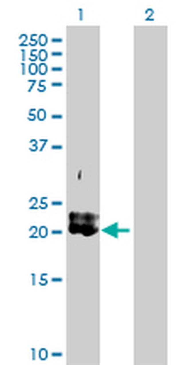 PDGFA Antibody in Western Blot (WB)