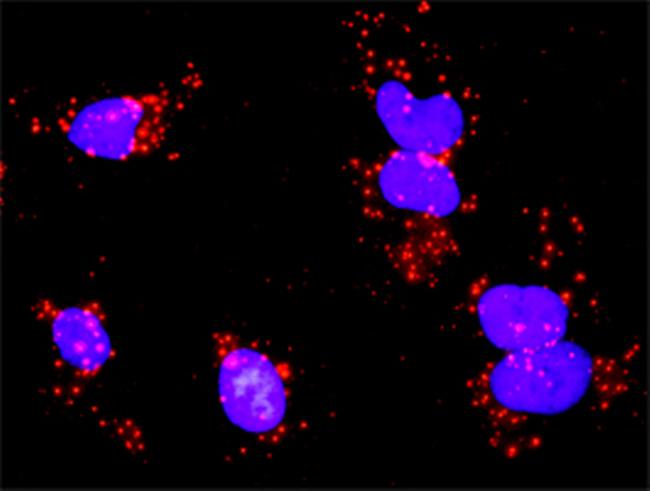 PDGFRA Antibody in Proximity Ligation Assay (PLA) (PLA)